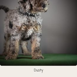 Dusty - Phantom female Goldendoodle puppy in Caldwell, Idaho from Boise Doodle Co.