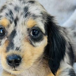 Dachshunds from Lorac’s Edelhund