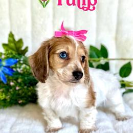 Tulip (2800 AKC limited pet) - Piebald female Dachshund puppy in Augusta, Arkansas from Savvy-Dee's Dachshunds