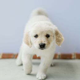 Golden Retriever Puppies from Sweeter Than Honey Golden Retrievers, LLC.