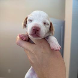 Extreme Red Piebald - Piebald female Dachshund puppy in El Paso, Texas from IVK9's Dachshunds