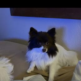 Lexi - Pomeranian