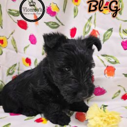Orange Collar  Black Female, BL-G - Black female Scottish Terrier puppy in Roslyn, South Dakota from Viceroy's Kennel LLC