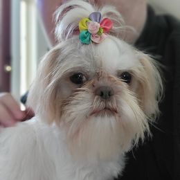 Lili - Shih Tzu