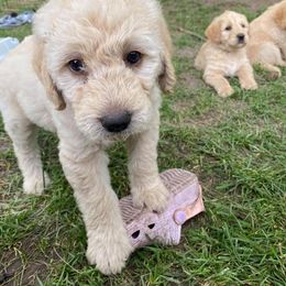 Double Doodle and Goldendoodle Puppies from Badgerland Goldendoodles