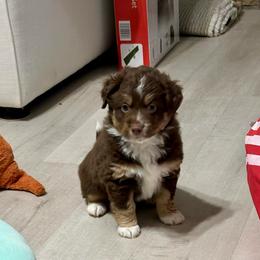 Copper Doodle - Red tri-color male Aussiedoodle puppy in Charlestown, Indiana from Forever Aussies and A Doodle