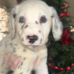 Cupid - White and black female Dalmatian puppy in Bremen, Georgia from Clark’s Dalmatians