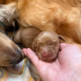 Green - Dark golden male Golden Retriever puppy in Sedalia, Missouri from Bee’s Retrievers
