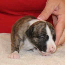 Whippet Puppies from Phasion Whippets Kimberly & Paul Norton Sr.