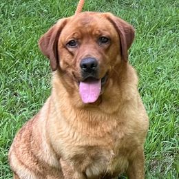 Ember - Labrador Retriever