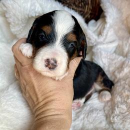 Rusty - Tri-color male Bernedoodle puppy in Superior, Arizona from Mountain Bridge Doodles