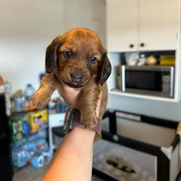 Boy 1 - Sable male Dachshund puppy in Las Animas, Colorado from J&D Dachsies