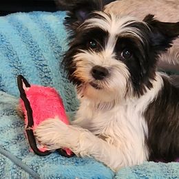 Companion Crosses and Morkies from GRIFFEY'S SPA AND KENNEL