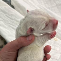 Female 2 - White female West Highland White Terrier puppy in Boaz, Alabama from Creekside Westies
