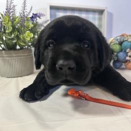 Orange - Black male Labrador Retriever puppy in Newton Grove, North Carolina from Wayalife Labradors & Gsp’s