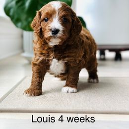 Boy 1 - Cavapoo puppy from Cavapoos of the Carolinas