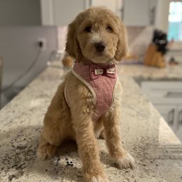 Goldendoodle Puppies from Muddydoodles