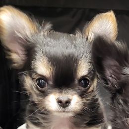 Chihuahuas from Granny's Chihuahuas