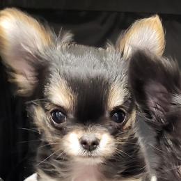 Chihuahuas from Granny's Chihuahuas