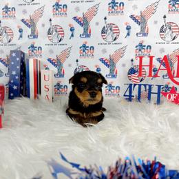 Teacup Leo - Black and tan male Yorkshire Terrier puppy in Lithonia, Georgia from Toy Yorkies Atlanta