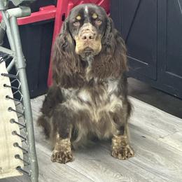 Maybelle - English Springer Spaniel