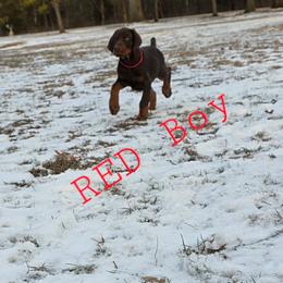 Red - Red and rust male Doberman Pinscher puppy in Knox, Indiana from Double River Dobermans