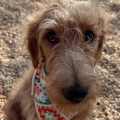 Aussiedoodles and Labradoodles from murphieandbanksdoodles