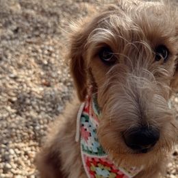 Aussiedoodles and Labradoodles from murphieandbanksdoodles