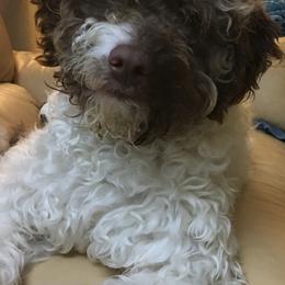 Kaycee  - Lagotto Romagnolo