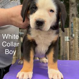 Boy 2 - Black, white and red male Greater Swiss Mountain Dog puppy in Knoxville, Maryland from Dahlgren Swissys