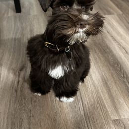 Grace - Miniature Schnauzer