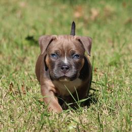 Eli - Blue tri-color male American Bully puppy in Easton, Maryland from Night Court Bullies