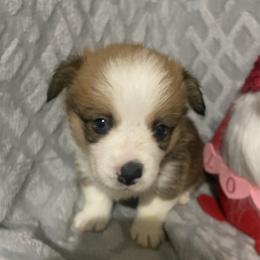Purple - Red female Pembroke Welsh Corgi puppy in Beulaville, North Carolina from Windy Acres Pembroke Welsh