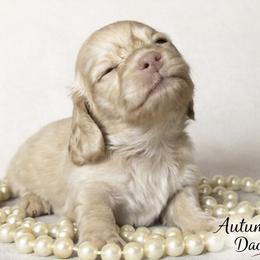 Chloe - Cream female Dachshund puppy in Clever, Missouri from Autumn Breeze Dachshunds