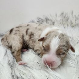 Boy 2 - Australian Shepherd puppy in Hawaii from Hawaii Australian Shepherds