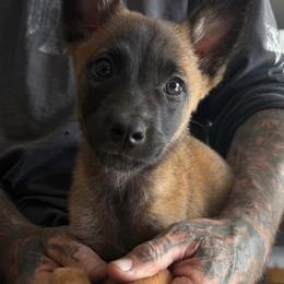 Veda - Gold brindle female Dutch Shepherd puppy in Watertown, Connecticut from APACHEK9