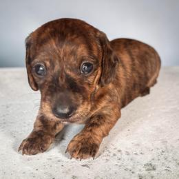 Marlow - Brindle male Dachshund puppy in Littlestown, Pennsylvania from Little Kisses Doxies