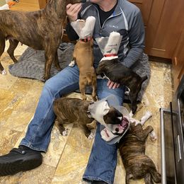 Boxer Puppies from Fineview Boxers