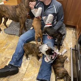 Boxer Puppies from Fineview Boxers