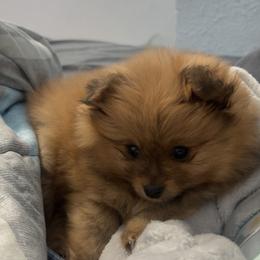 Zoey - Pomeranian