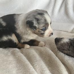 Toy Australian Shepherds from Liana’s Toy Aussies