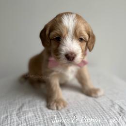 Coral - Caramel female Australian Labradoodle puppy in Belding, Michigan from Rutu Australian Labradoodles
