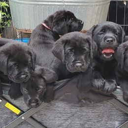 Labrador Retriever Puppies from Labs4Ever Labradors