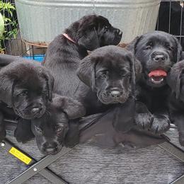 Labrador Retriever Puppies from Labs4Ever Labradors