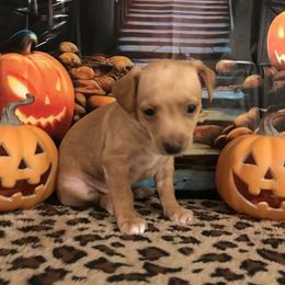 Bruno - Fawn and white male Chihuahua puppy in Mesa, Arizona from Sun Valley Chihuahuas & Malinois