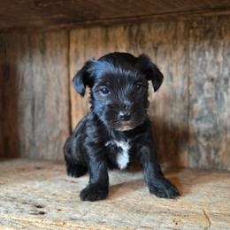 Ellie - Parti female Yorkshire Terrier puppy in Mountain Grove, Missouri from Precious Puppies
