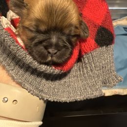 Boy 2 - Liver male Shih Tzu puppy in Norwood, South Carolina from Vicky‘s precious paw’s