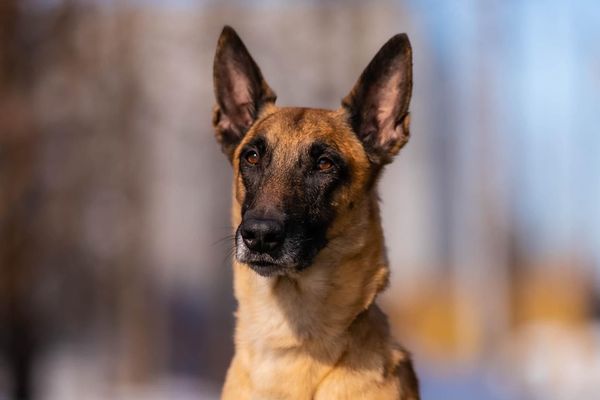 Belgian Malinois sitting outside
