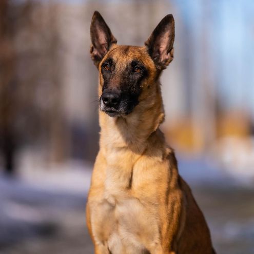 Belgian Malinois sitting outside