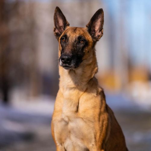 Belgian Malinois sitting outside
